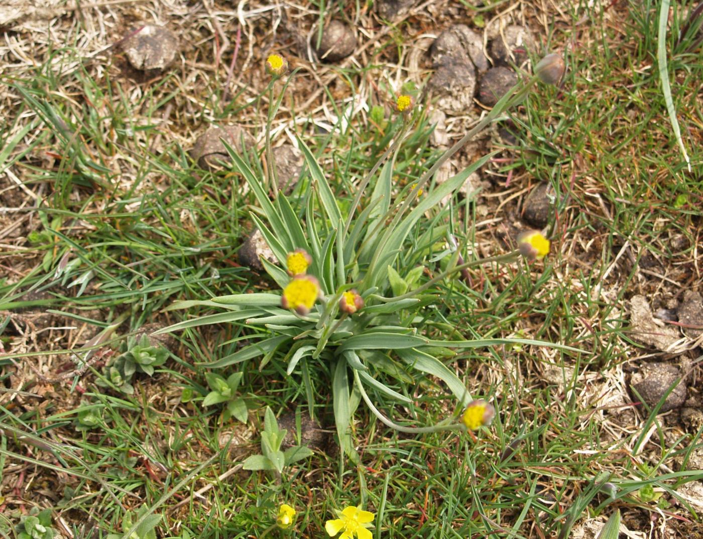 Buttercup, Grass-leaved  leaf